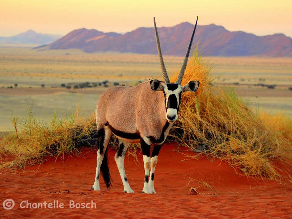 Gondwana Namib Desert Lodge Solitaire Luaran gambar
